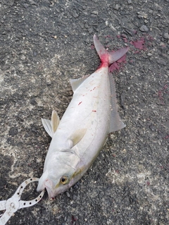 ショゴの釣果