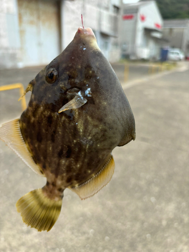 カワハギの釣果