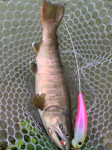 トラウトの釣果