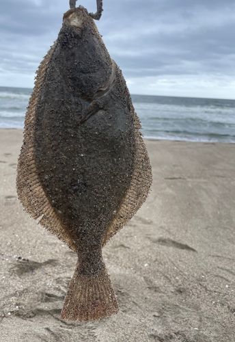 カレイの釣果