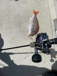 レンコダイの釣果