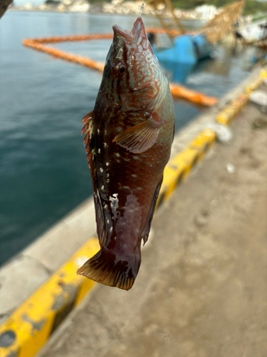 ベラの釣果