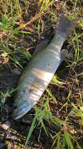 スモールマウスバスの釣果