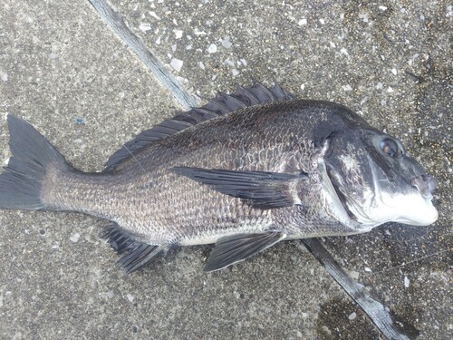 チヌの釣果