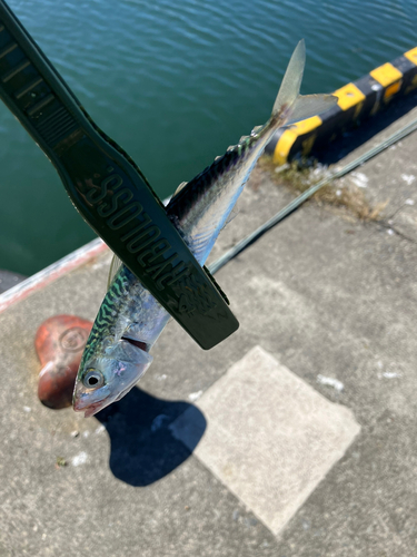 サバの釣果