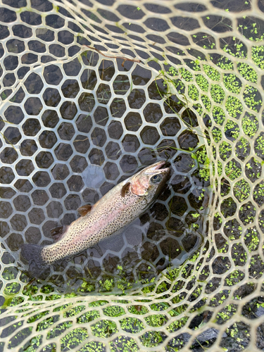 ニジマスの釣果