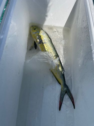シイラの釣果