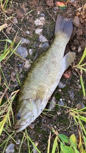 スモールマウスバスの釣果