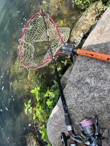 ニジマスの釣果