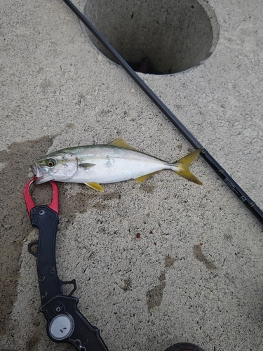 ワカシの釣果