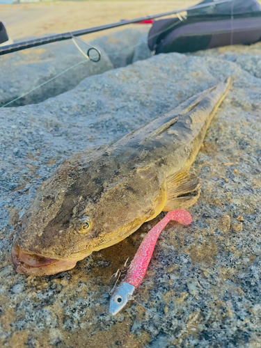 マゴチの釣果