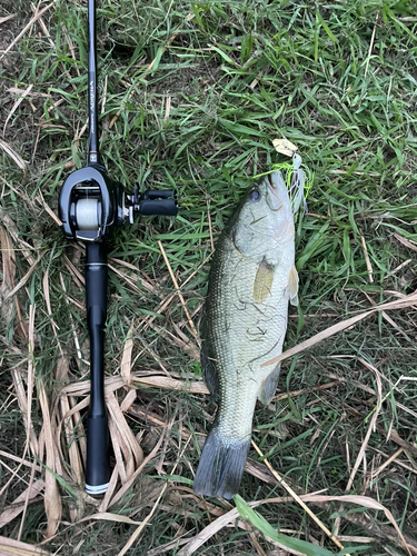 ブラックバスの釣果