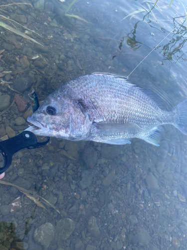 キビレの釣果