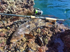 アイナメの釣果