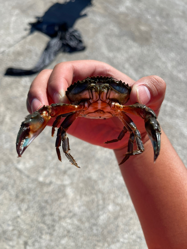 イシガニの釣果