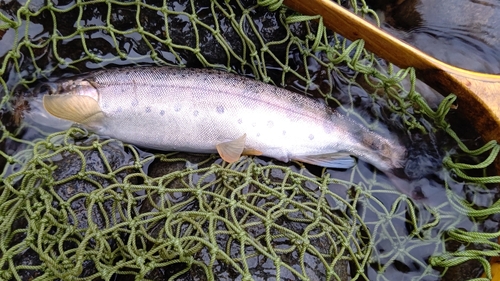 ヤマメの釣果