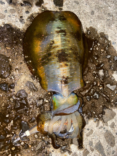 アオリイカの釣果