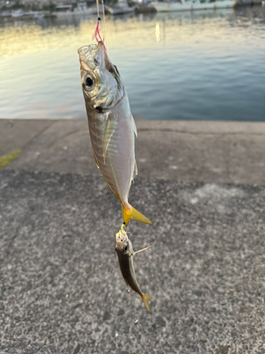 せんなん里海公園