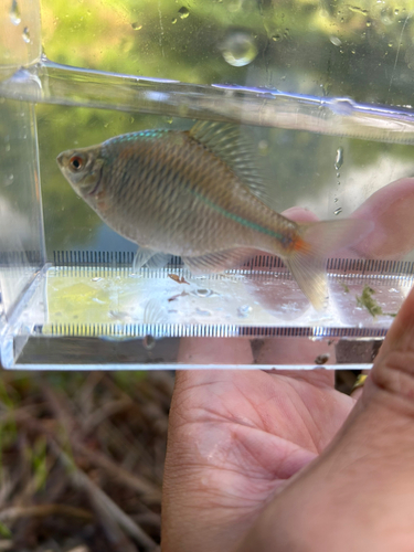 タイリクバラタナゴの釣果