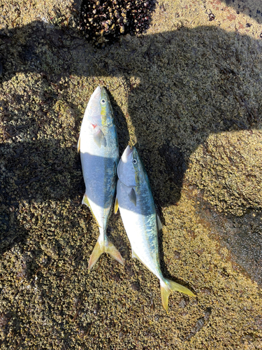 イナダの釣果