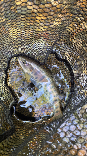 ヤマメの釣果