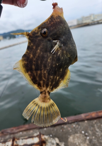 カワハギの釣果