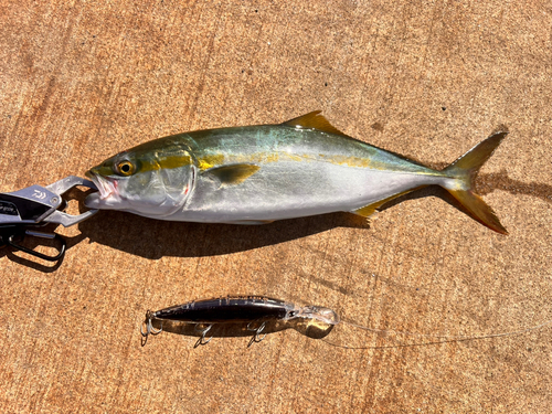 イナダの釣果