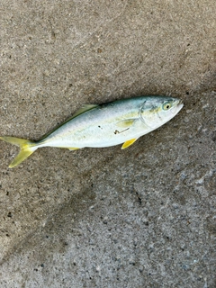 イナダの釣果