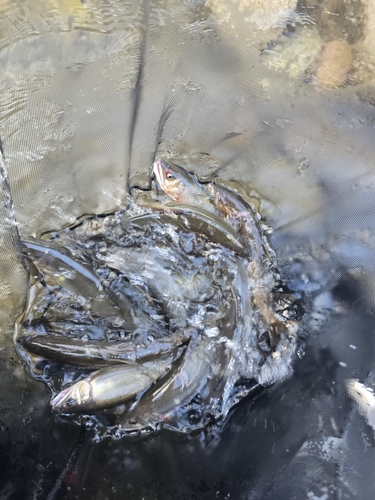 アユの釣果