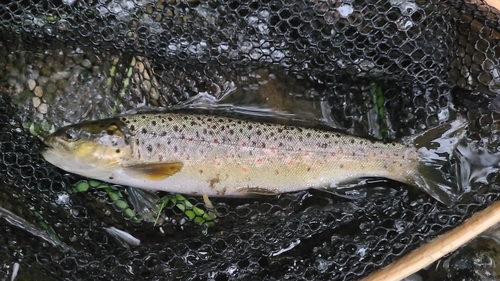 ブラウントラウトの釣果