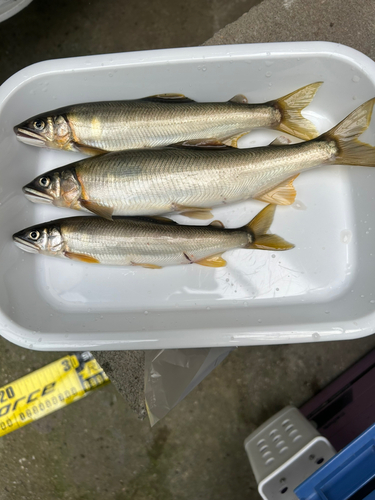 アユの釣果