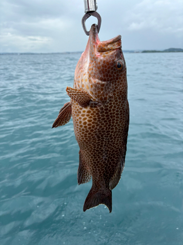 オオモンハタの釣果