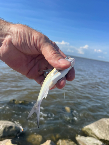 ナマズの釣果