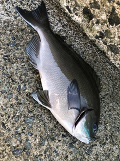 クチブトグレの釣果