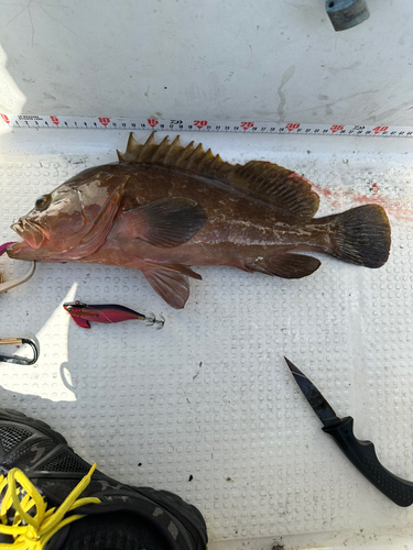 アコウの釣果