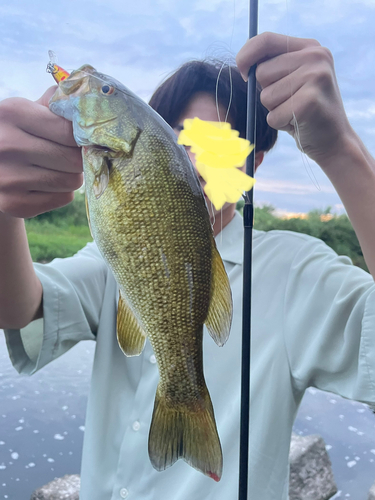 スモールマウスバスの釣果