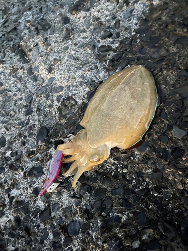 コウイカの釣果