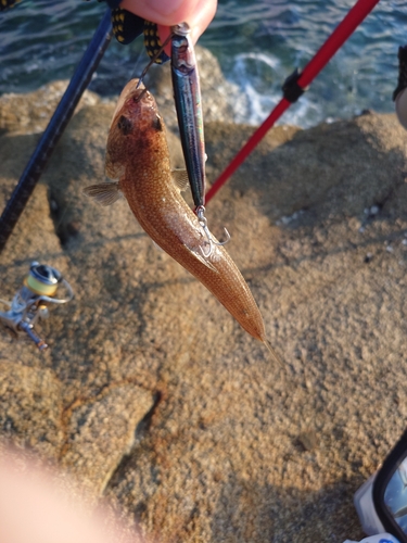 エソの釣果