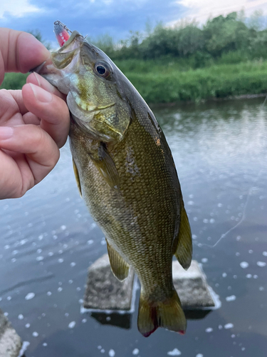 スモールマウスバスの釣果