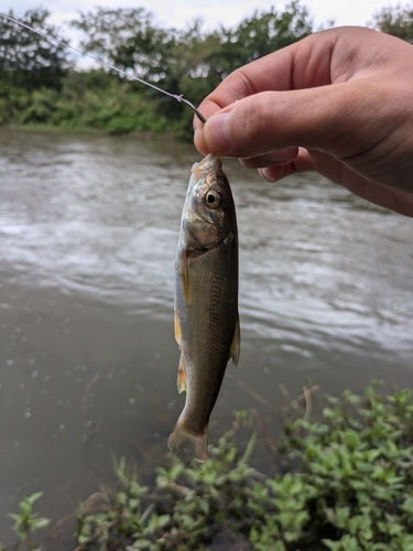 ウグイの釣果