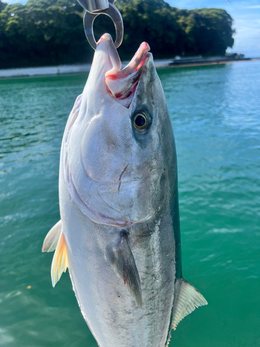 ワラサの釣果