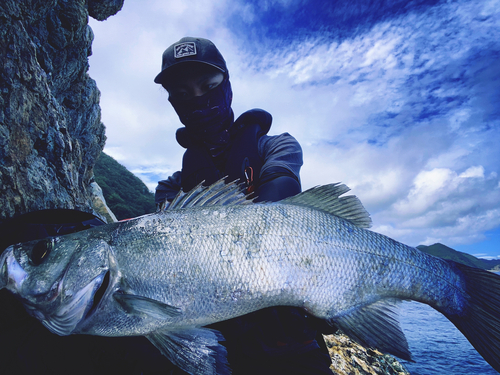 ヒラスズキの釣果