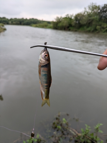 オイカワの釣果