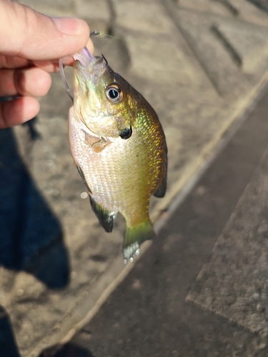 ブルーギルの釣果