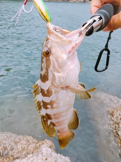 クエの釣果