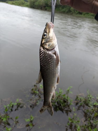 ニゴイの釣果