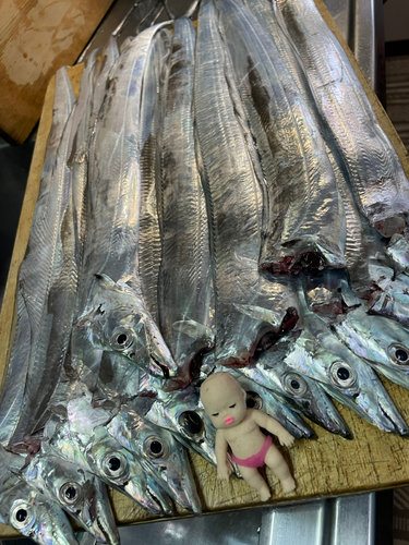 タチウオの釣果