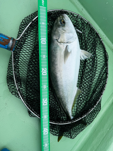 ハマチの釣果