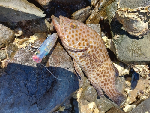 オオモンハタの釣果