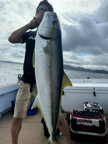 ヒラマサの釣果